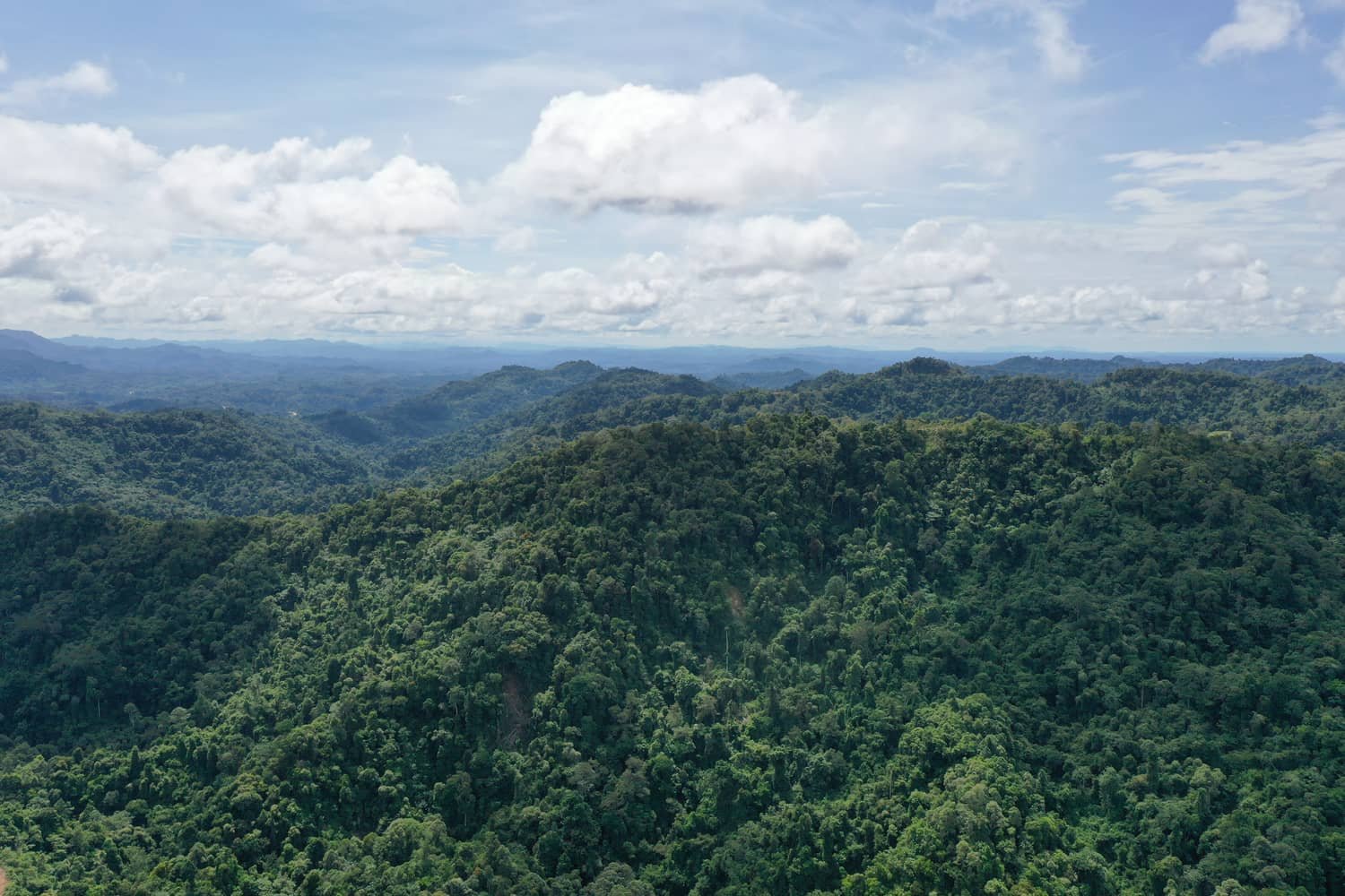 Monitoring a restored forest landscape from the air