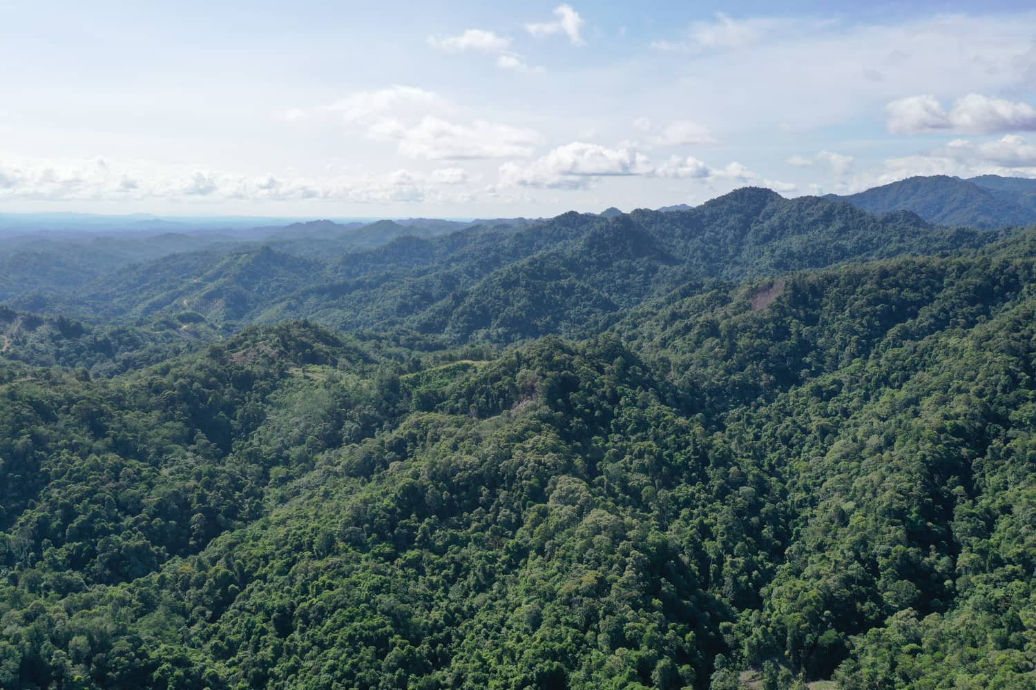 Aerial view of a forested project landscape
