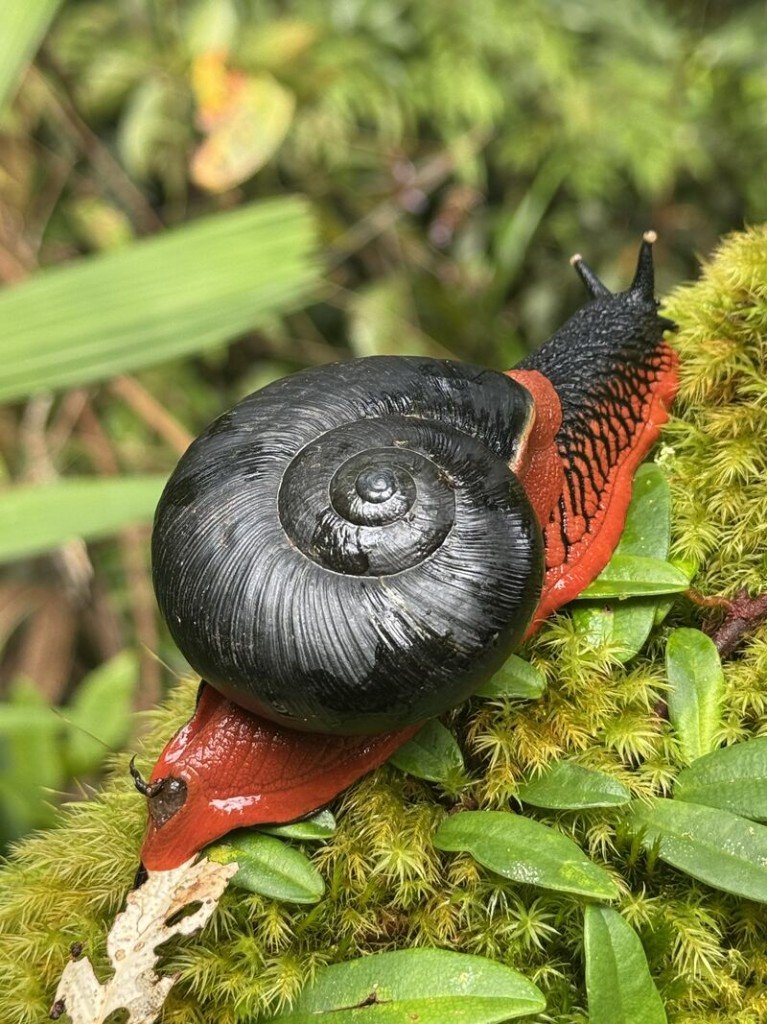 Fire snail (Platymma tweediei) endemic to Lojing highland forests
