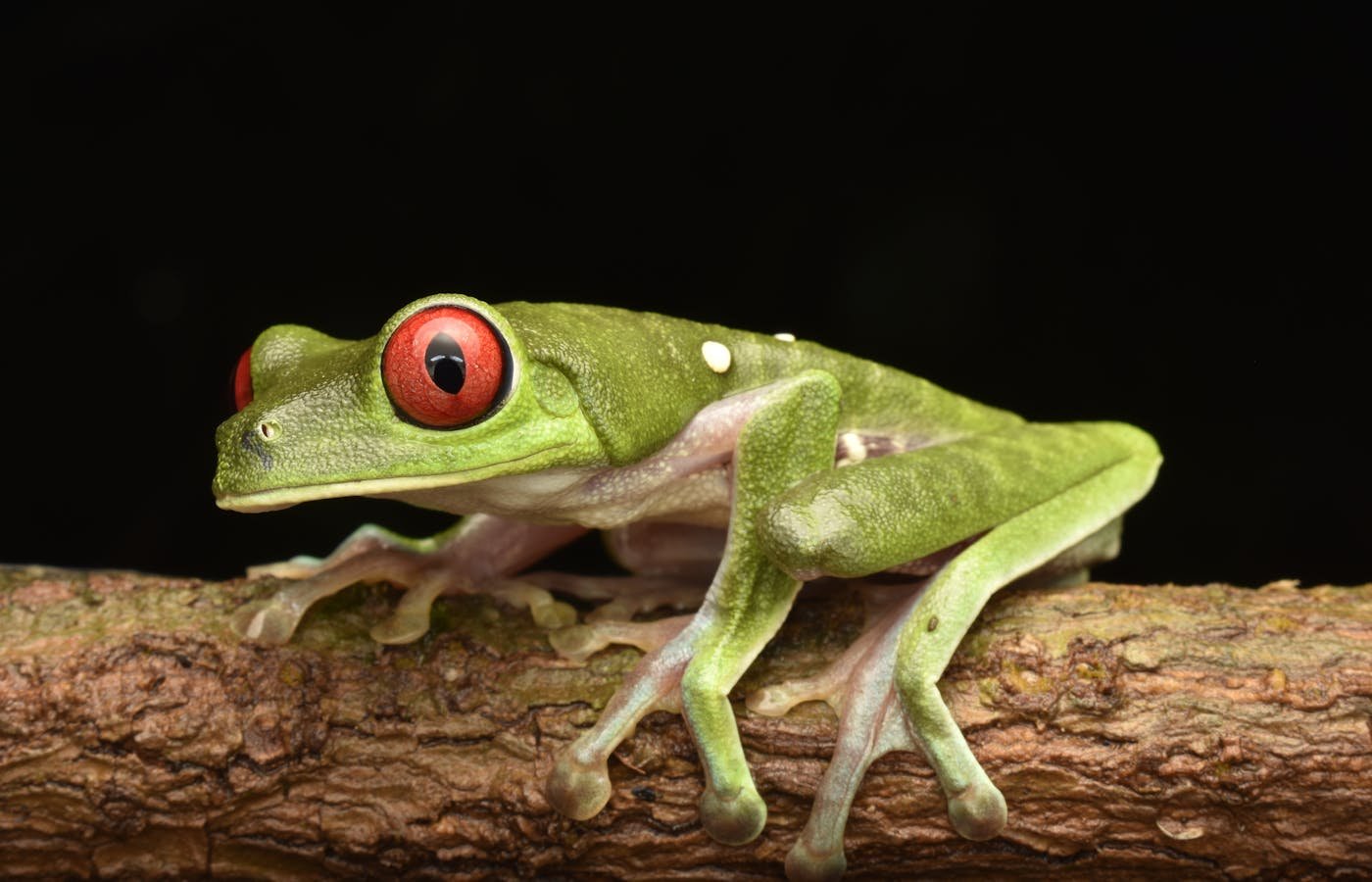 Rainforest wildlife — conservation monitoring